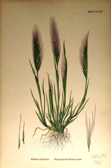 John Edward Sowerby