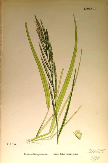 John Edward Sowerby
