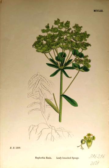 John Edward Sowerby