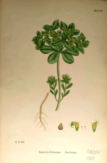 John Edward Sowerby
