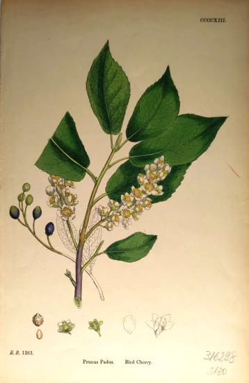 John Edward Sowerby