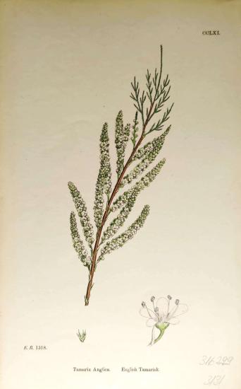 John Edward Sowerby