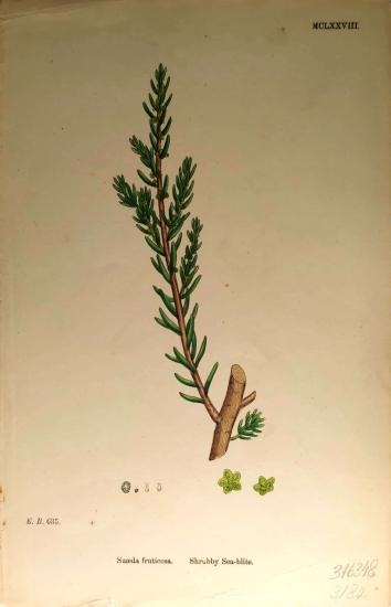 John Edward Sowerby