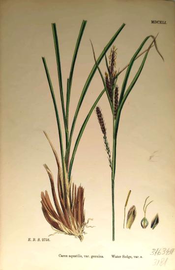 John Edward Sowerby