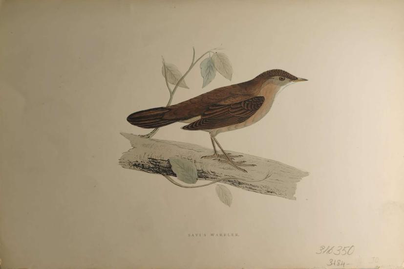 F. O. Morris