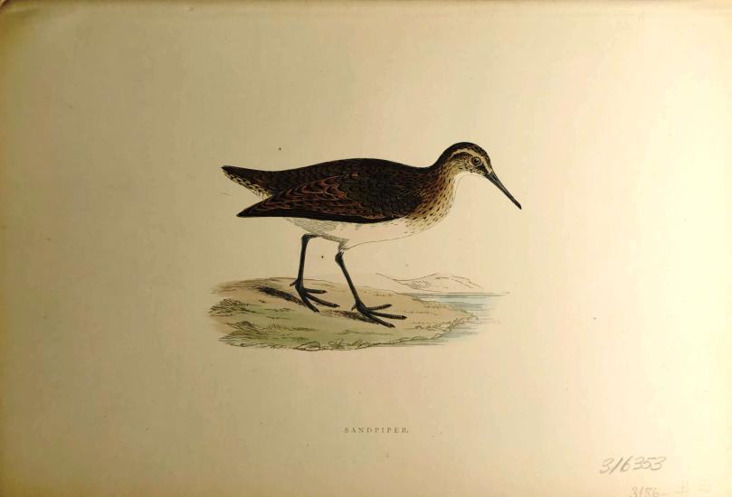 F. O. Morris