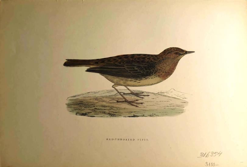 F. O. Morris