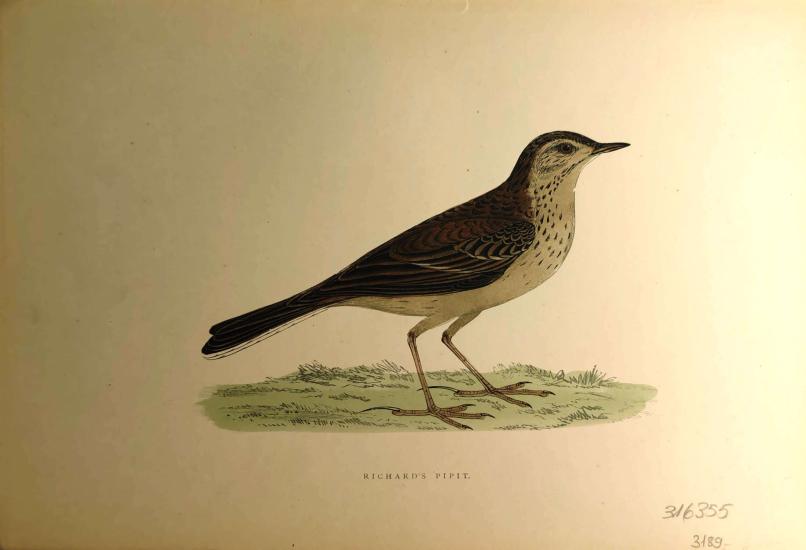 F. O. Morris