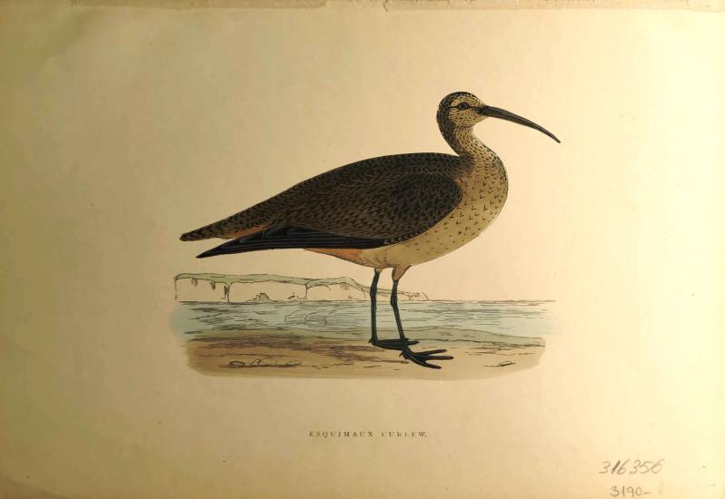 F. O. Morris
