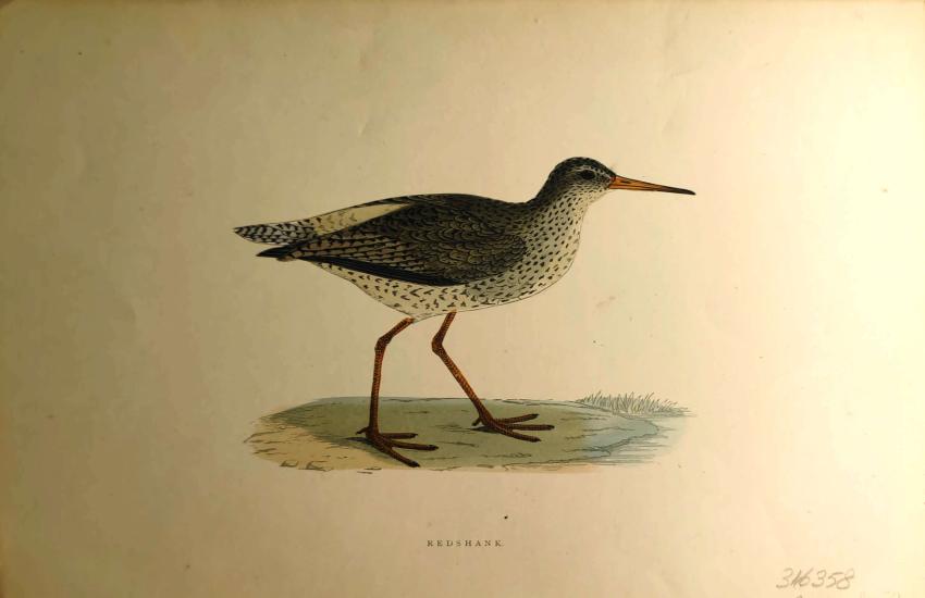 F. O. Morris
