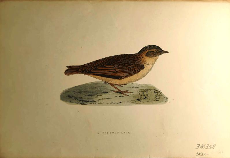 F. O. Morris