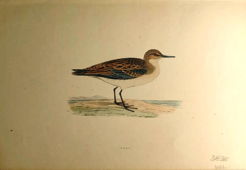 F. O. Morris
