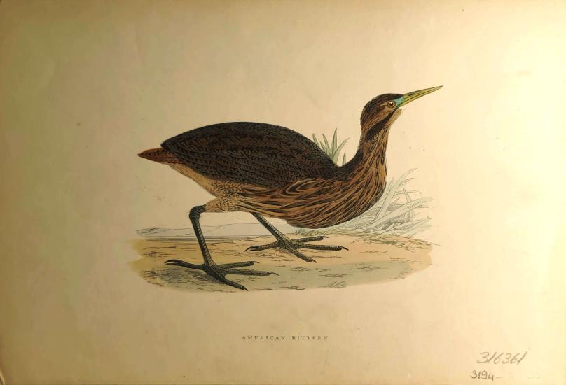 F. O. Morris
