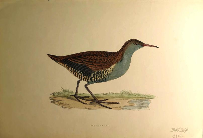 F. O. Morris