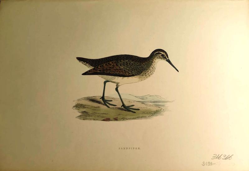 F. O. Morris
